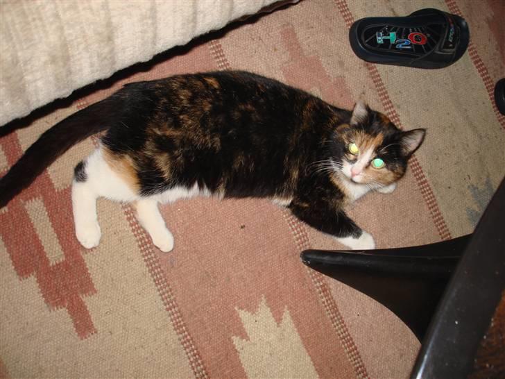 Huskat Tulle billede 5