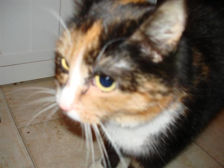 Huskat Tulle billede 6