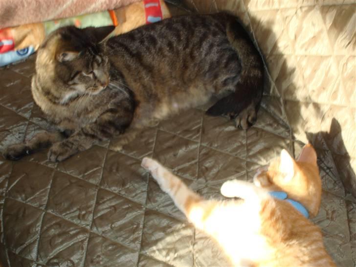 Huskat Piv billede 7