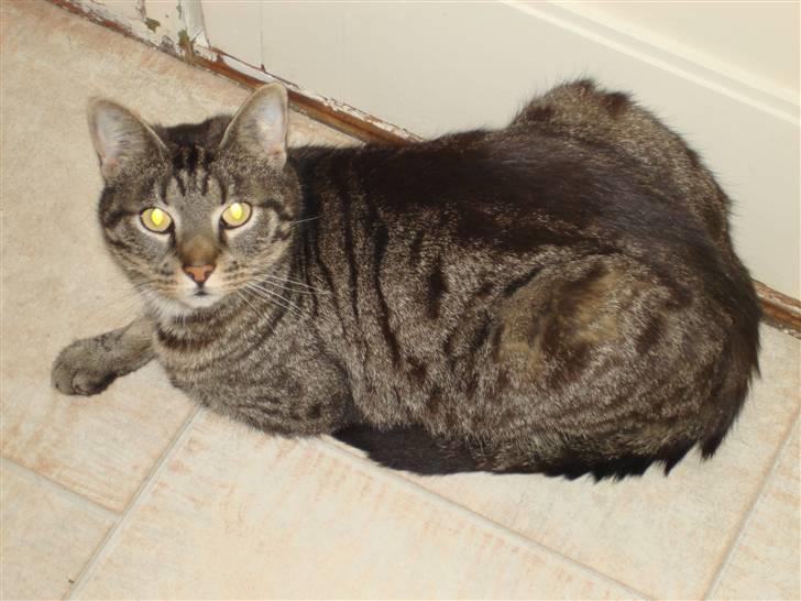 Huskat Piv billede 8