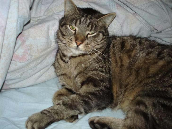 Huskat Piv billede 9