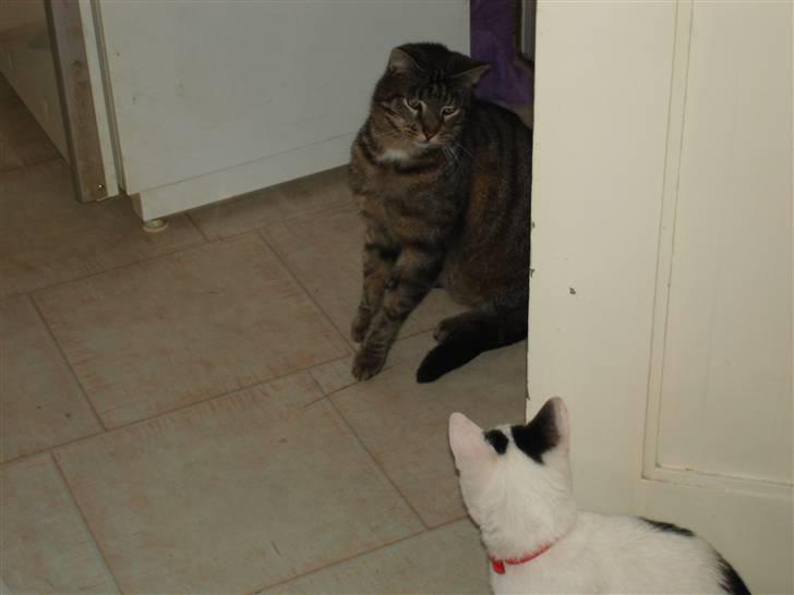 Huskat Piv billede 10