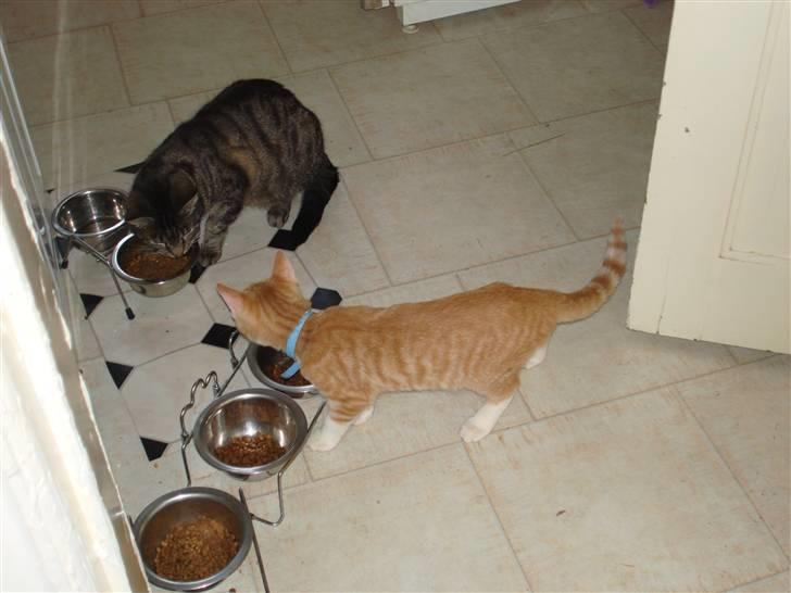 Huskat Piv billede 11