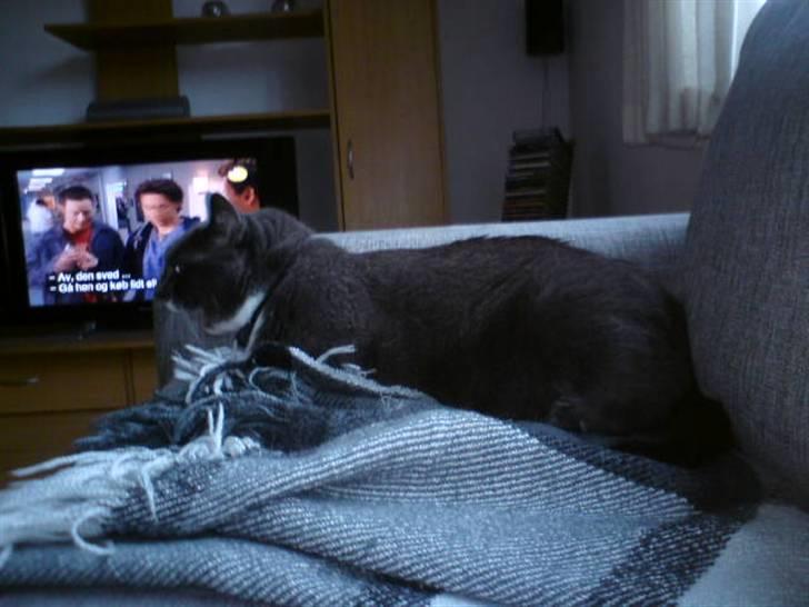 Blanding af racer Signe billede 11