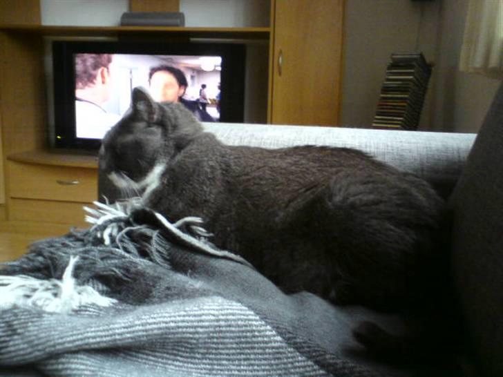 Blanding af racer Signe billede 12