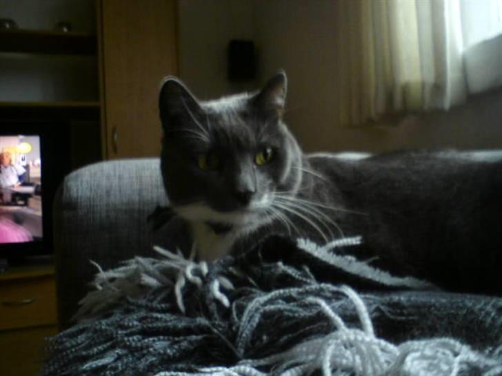 Blanding af racer Signe billede 13