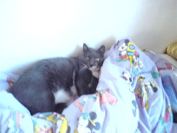 Blanding af racer Signe billede 14