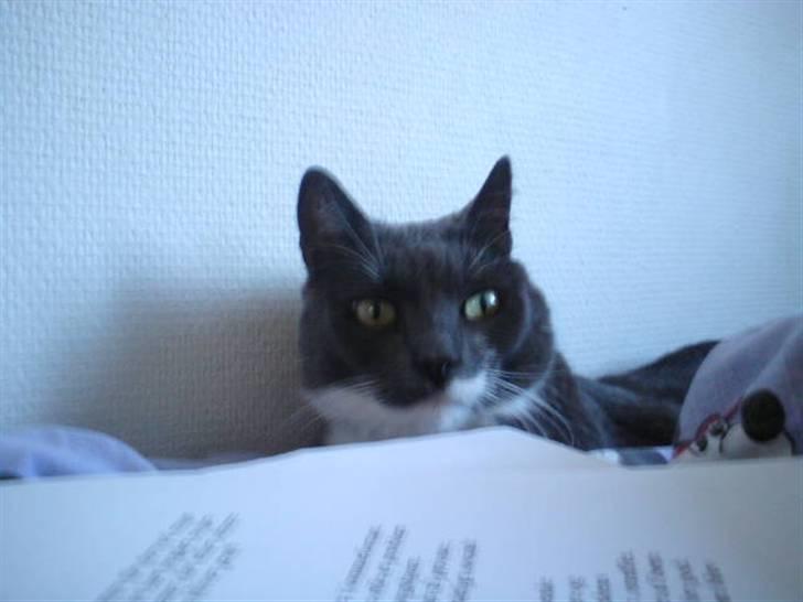 Blanding af racer Signe billede 15