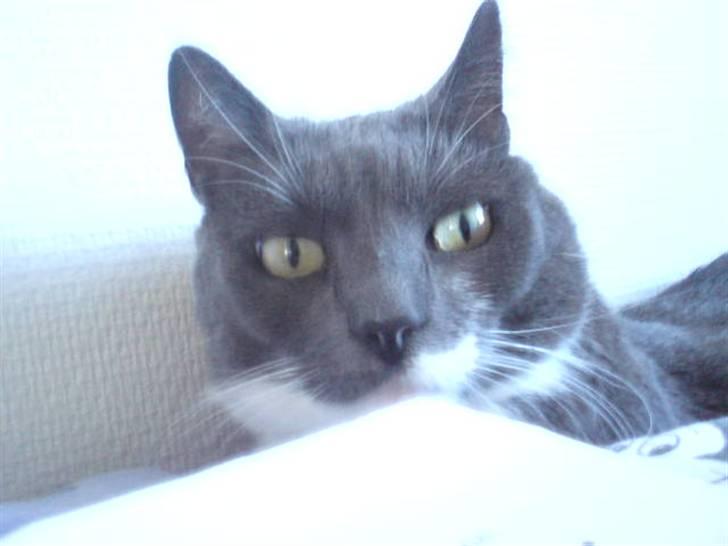 Blanding af racer Signe billede 16