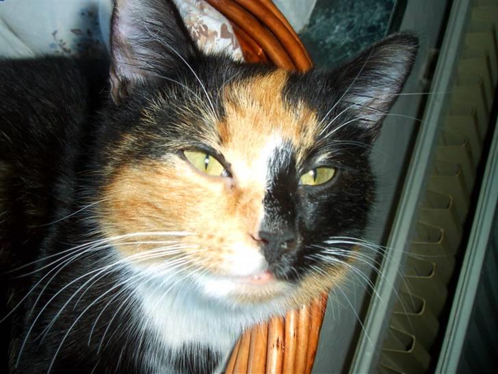 Blanding af racer MADONNA(Peter lundin) - VIL IKKE FORSTYRRES........... Hedder jo ikke Madonna for ingenting vel ? billede 1