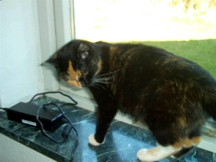 Blanding af racer MADONNA(Peter lundin) - Hov !  var det ikke en bænkebider ???? billede 2