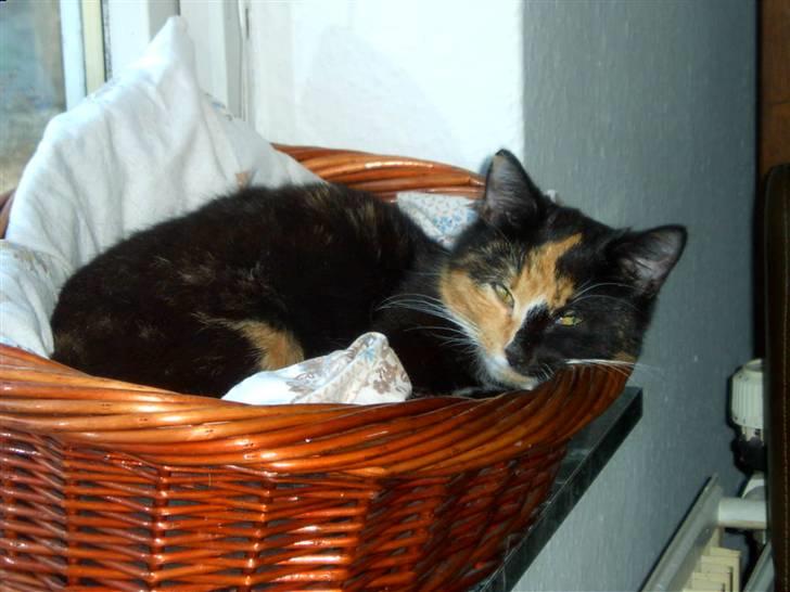 Blanding af racer MADONNA(Peter lundin) - OHH ! ! den nat var hård....Har næsten poser under øjnene.....Tror liiige jeg skal  GAAB ! billede 3