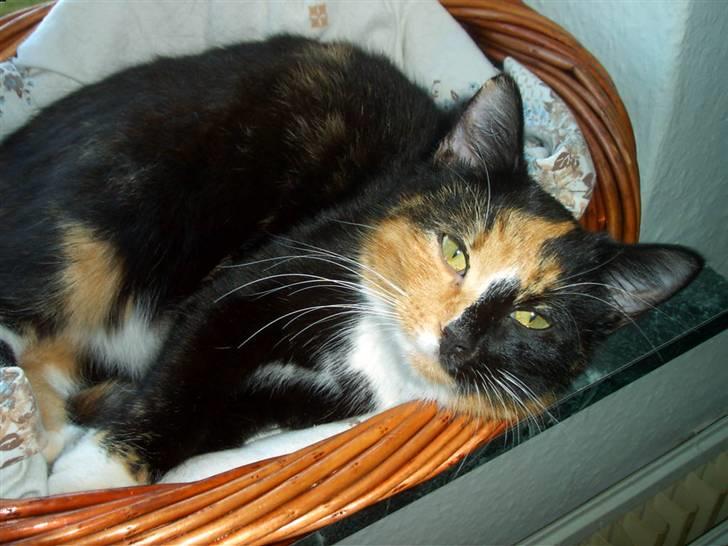 Blanding af racer MADONNA(Peter lundin) - NIX.....er ikke færdig med at sove......Tager liige en skraber mere..... billede 4