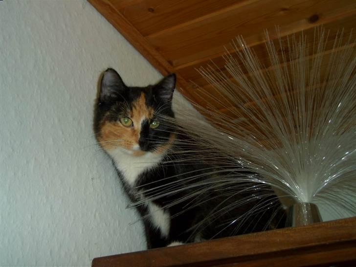 Blanding af racer MADONNA(Peter lundin) - Hvor bliver de af ?????  de skulle jo finde mig.... billede 5