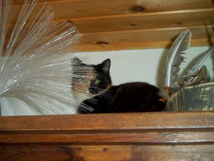 Blanding af racer MADONNA(Peter lundin) - Hvis jeg nu gemmer mig bag den her lys-dims, så kan de ikke se mig, tror jeg. ! ! ! billede 6