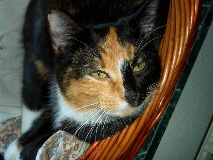 Blanding af racer MADONNA(Peter lundin) - Er jeg ikke bare kær ?? billede 7