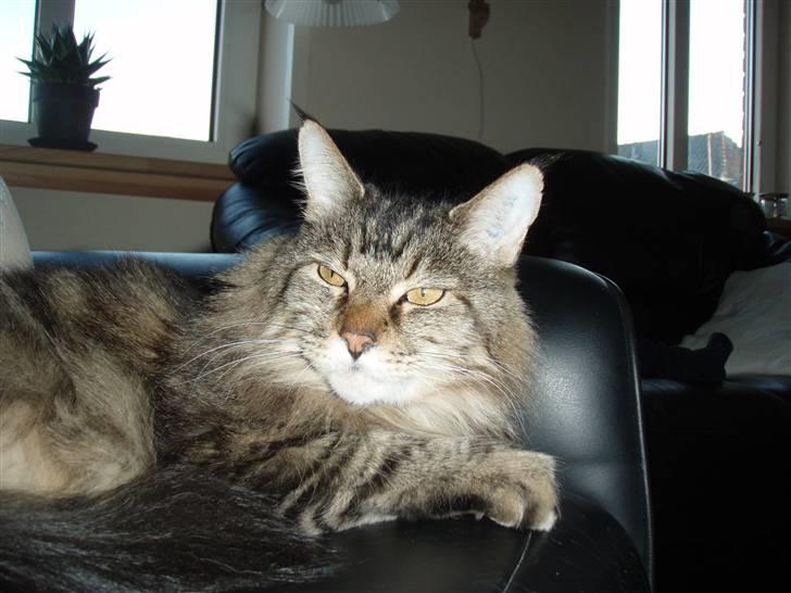 Huskat Mis billede 8