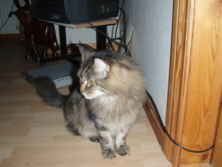 Huskat Mis billede 10