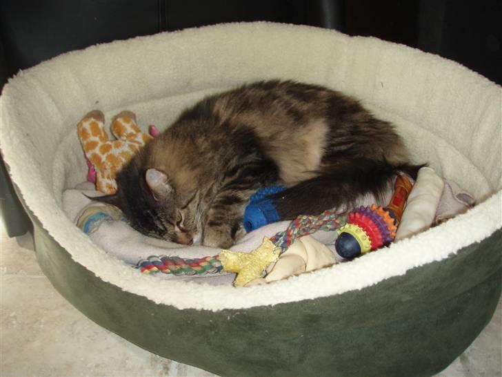 Huskat Mis billede 11