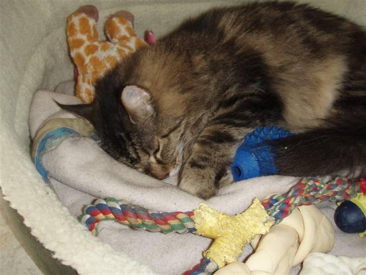 Huskat Mis billede 12