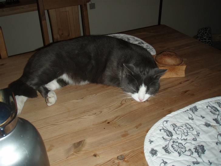 Blanding af racer Cille billede 11