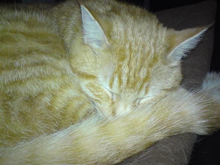 Huskat Viktor Borge billede 5