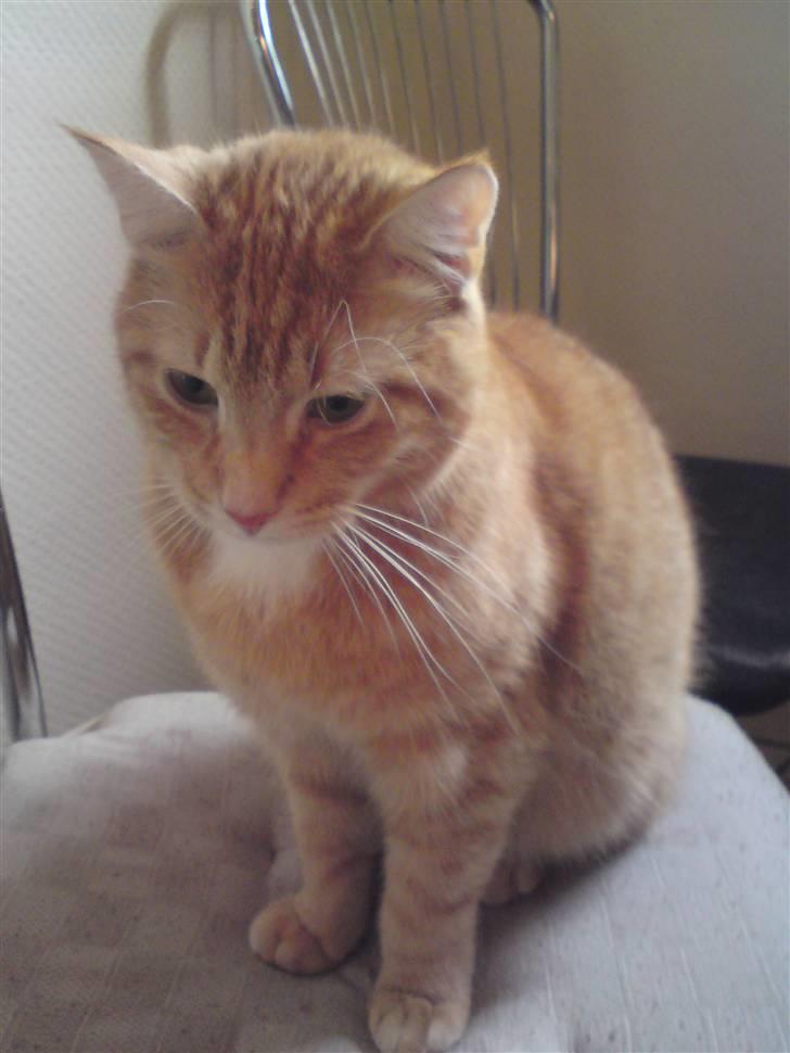 Huskat Viktor Borge billede 6