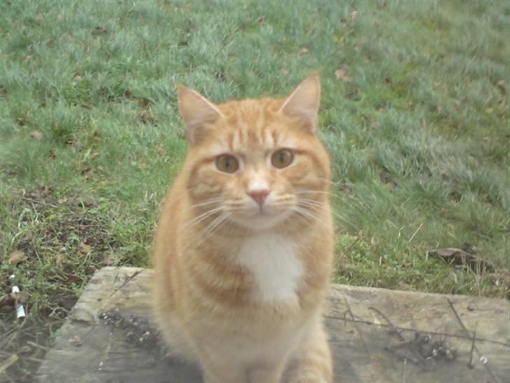 Huskat Viktor Borge billede 7