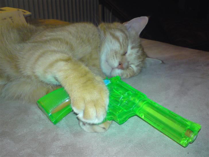 Huskat Viktor Borge - Tag ikke fejl! -Viktor er en fremragende vagt-kat! billede 9