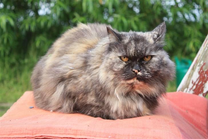 Blanding af racer | Søsser (Aflivet) | - Billed taget af: Majken Rudkjøbing. billede 1