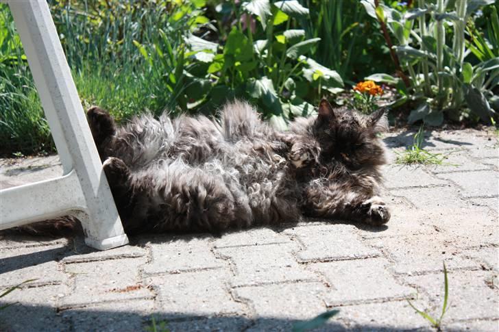 Blanding af racer | Søsser (Aflivet) | - Billed taget af: Majken Rudkjøbing. billede 2