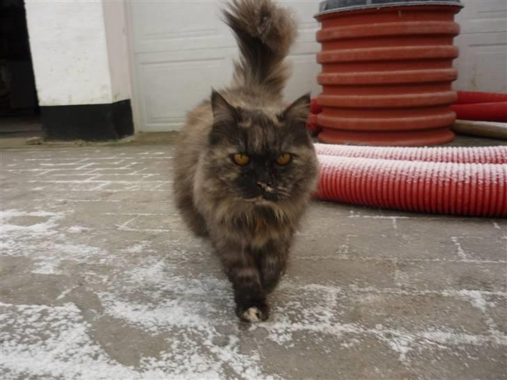 Blanding af racer | Søsser (Aflivet) | - Billed taget af: Majken Rudkjøbing. billede 3