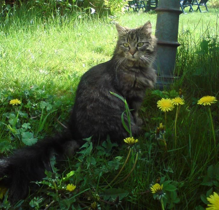 Blanding af racer Liva Weel billede 1