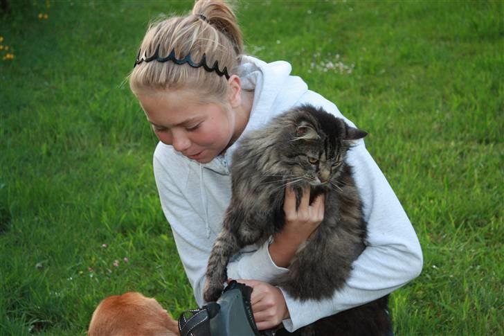 Blanding af racer | Gismo | - Billed taget af: Majken Rudkjøbing. billede 1