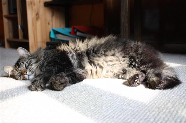 Blanding af racer | Gismo | - Billed taget af: Majken Rudkjøbing. billede 2