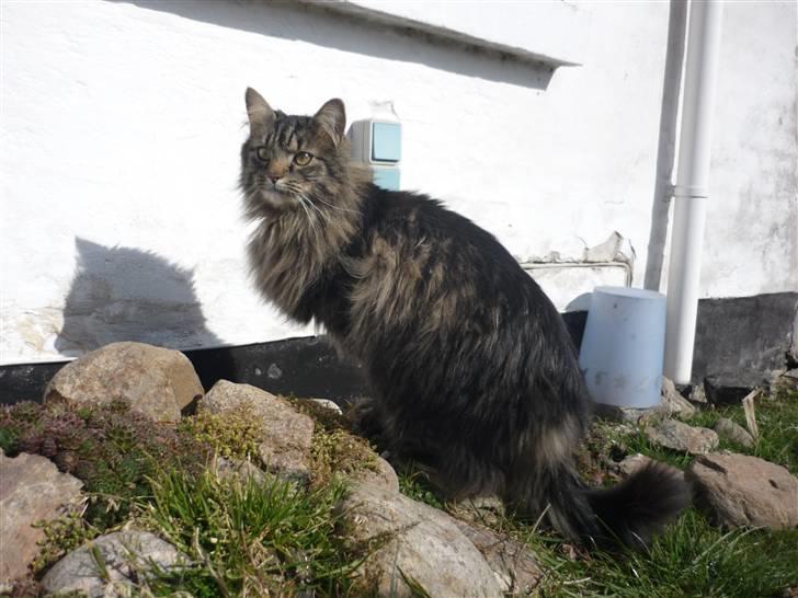 Blanding af racer | Gismo | - Billed taget af: Majken Rudkjøbing. billede 3