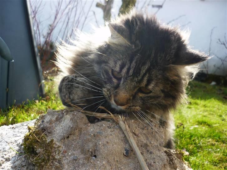 Blanding af racer | Gismo | - Billed taget af: Majken Rudkjøbing. billede 4