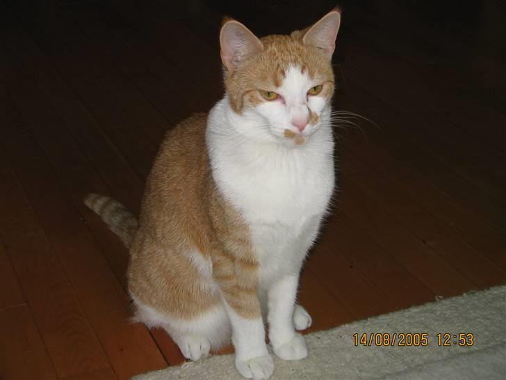 Huskat nala  billede 1