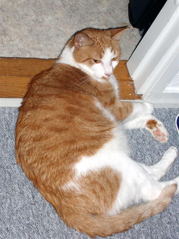 Huskat nala  billede 2