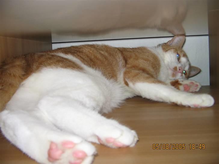 Huskat nala  billede 3