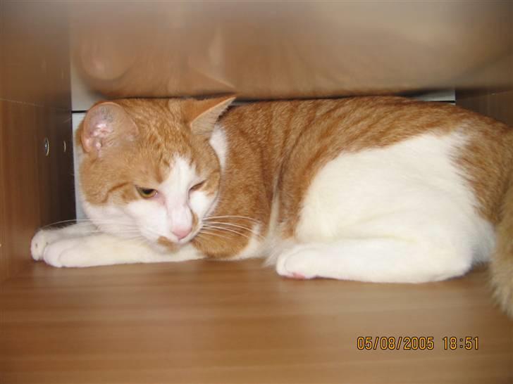 Huskat nala  billede 4