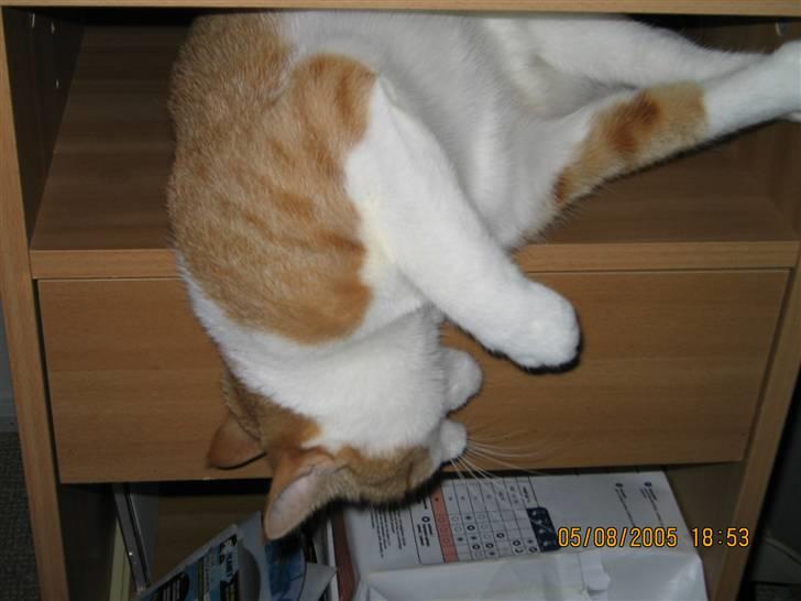 Huskat nala  billede 5