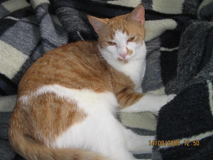 Huskat nala  billede 6