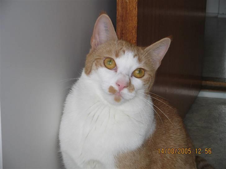 Huskat nala  billede 7