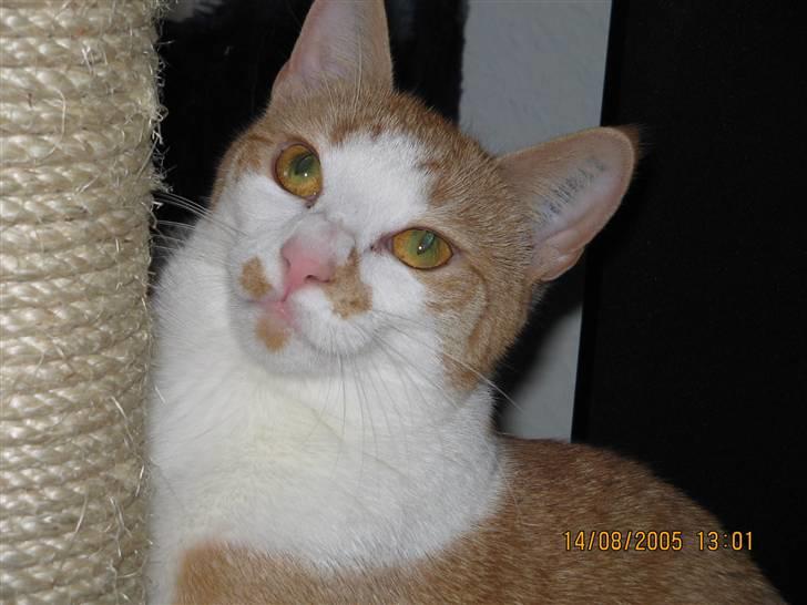 Huskat nala  billede 8