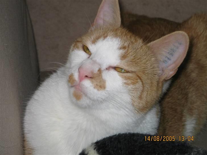 Huskat nala  billede 9