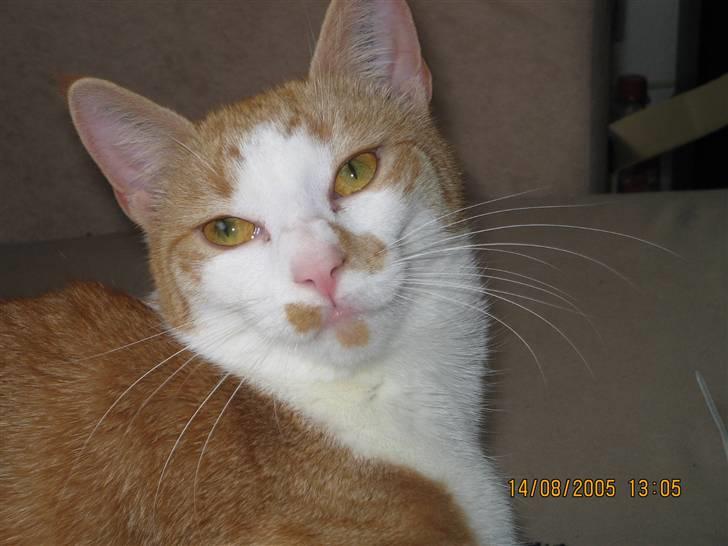 Huskat nala  billede 10