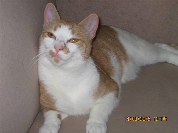 Huskat nala  billede 11