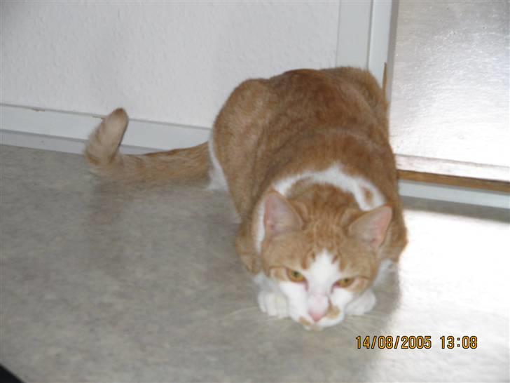 Huskat nala  billede 12