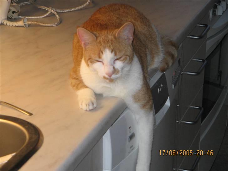 Huskat nala  billede 13